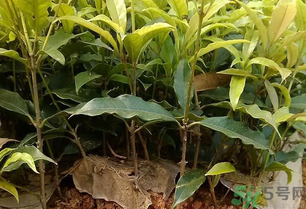 桂花可以做什么？新鮮桂花可以做什么？