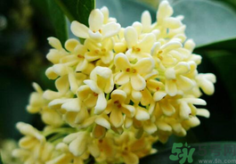 剛摘的桂花有蟲怎么辦？干桂花長蟲怎么辦？
