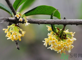 剛摘的桂花有蟲怎么辦？干桂花長蟲怎么辦？