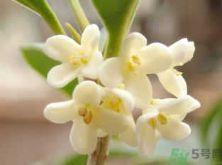 新鮮桂花怎么做干桂花？剛摘的桂花怎么處理成干桂花？