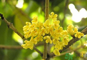 桂花怎么曬干？桂花曬好后可以做什么？