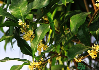 桂花什么時(shí)候采摘最好？桂花怎么采摘？