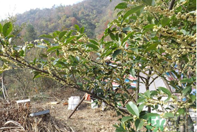 桂花什么時(shí)候采摘最好？桂花怎么采摘？