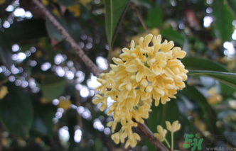 桂花什么時(shí)候采摘最好？桂花怎么采摘？