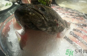 黑魚死了還能吃嗎？死黑魚能吃嗎？