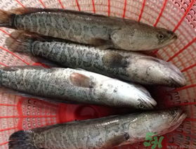 黑魚死了還能吃嗎？死黑魚能吃嗎？
