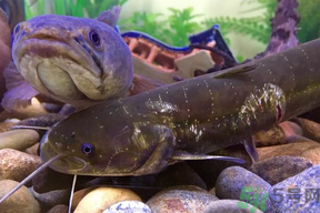 黑魚死了還能吃嗎？死黑魚能吃嗎？