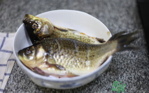 鯽魚死了還能吃嗎？死鯽魚能吃嗎？