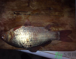 鯽魚死了還能吃嗎？死鯽魚能吃嗎？