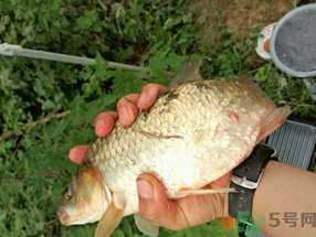 鯽魚死了多久不能吃？剛死的鯽魚能吃嗎？