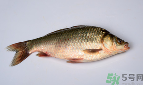 鯽魚死了多久不能吃？剛死的鯽魚能吃嗎？