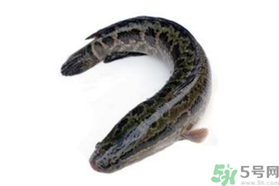 黑魚怎么洗掉身上的粘液？黑魚怎么洗才干凈？