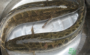 黑魚怎么洗掉身上的粘液？黑魚怎么洗才干凈？