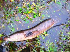 黑魚怎么釣？釣黑魚技巧