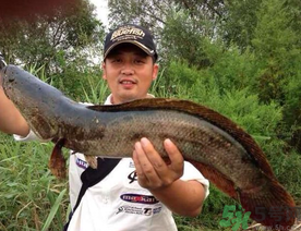 釣黑魚用什么餌？釣黑魚用什么餌最好？