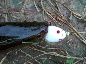 釣黑魚用什么餌？釣黑魚用什么餌最好？