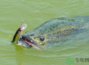 路亞釣黑魚用什么假餌？路亞釣黑魚用什么餌？