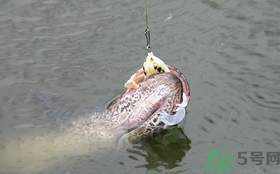 路亞釣黑魚用什么假餌？路亞釣黑魚用什么餌？