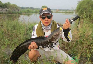 路亞釣黑魚用什么假餌？路亞釣黑魚用什么餌？