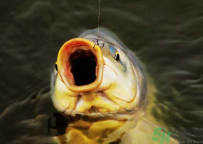 夜釣鯉魚用什么餌料？秋天夜釣鯉魚用什么餌料？