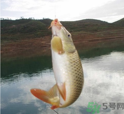 夜釣鯉魚用什么餌料？秋天夜釣鯉魚用什么餌料？