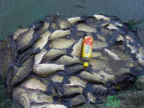 秋天夜釣鯽魚用什么餌料？秋天夜釣鯽魚餌料配方