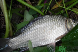 秋天夜釣鯽魚用什么餌料？秋天夜釣鯽魚餌料配方
