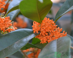 桂花可以做什么食物？桂花可以做什么吃的？