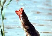 黑魚怎么釣？釣黑魚技巧