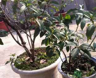 桂花可以做什么？新鮮桂花可以做什么？