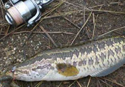 釣黑魚用什么餌？釣黑魚用什么餌最好？