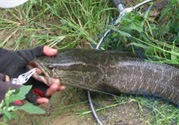 路亞釣黑魚用什么假餌？路亞釣黑魚用什么餌？