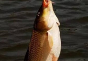 夜釣鯉魚用什么餌料？秋天夜釣鯉魚用什么餌料？
