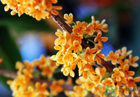 桂花一年開幾次花？桂花是幾月份開花？