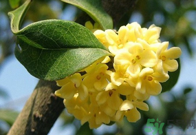 桂花一年開幾次花？桂花是幾月份開花？