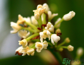桂花一年開幾次花？桂花是幾月份開花？