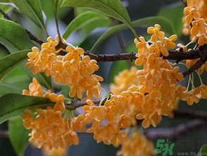  桂花什么季節(jié)開花？桂花什么時(shí)候開花？