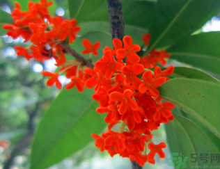  桂花什么季節(jié)開花？桂花什么時(shí)候開花？