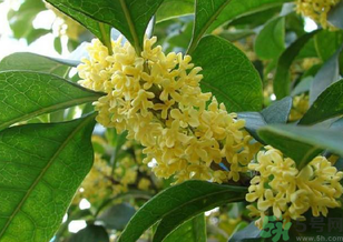 桂花是什么顏色？桂花有幾種顏色？