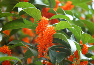 桂花是什么顏色？桂花有幾種顏色？