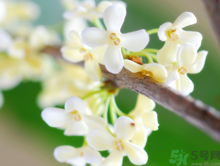 桂花是什么顏色？桂花有幾種顏色？