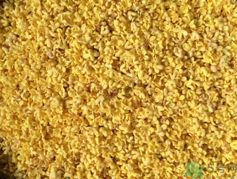 桂花可以做枕頭嗎？桂花做枕頭有什么功效？