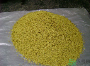 桂花可以做枕頭嗎？桂花做枕頭有什么功效？