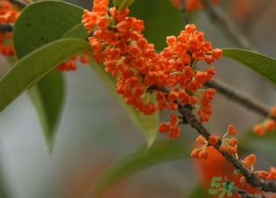 桂花可以做面膜嗎？?桂花面膜制作方法