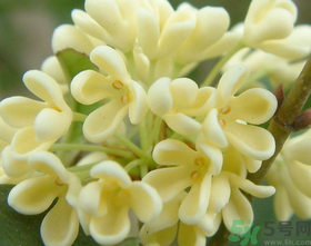 桂花怎么做香水？新鮮桂花怎么做香水？