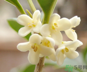 桂花怎么做香水？新鮮桂花怎么做香水？