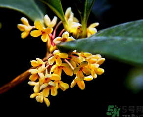 桂花怎么做香水？新鮮桂花怎么做香水？