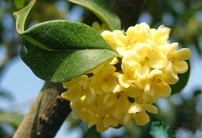 桂花不開花是什么原因？桂花不開花怎么辦？