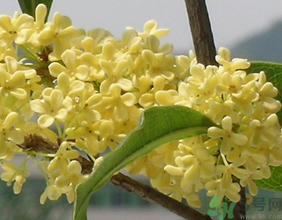 桂花不開花是什么原因？桂花不開花怎么辦？