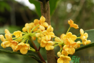 桂花不開花是什么原因？桂花不開花怎么辦？